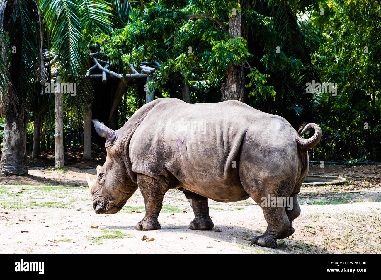 Portrait of cute male bull Rhino or Rhinoceros. The concept of animals in  the zoo Stock Photo - Alamy