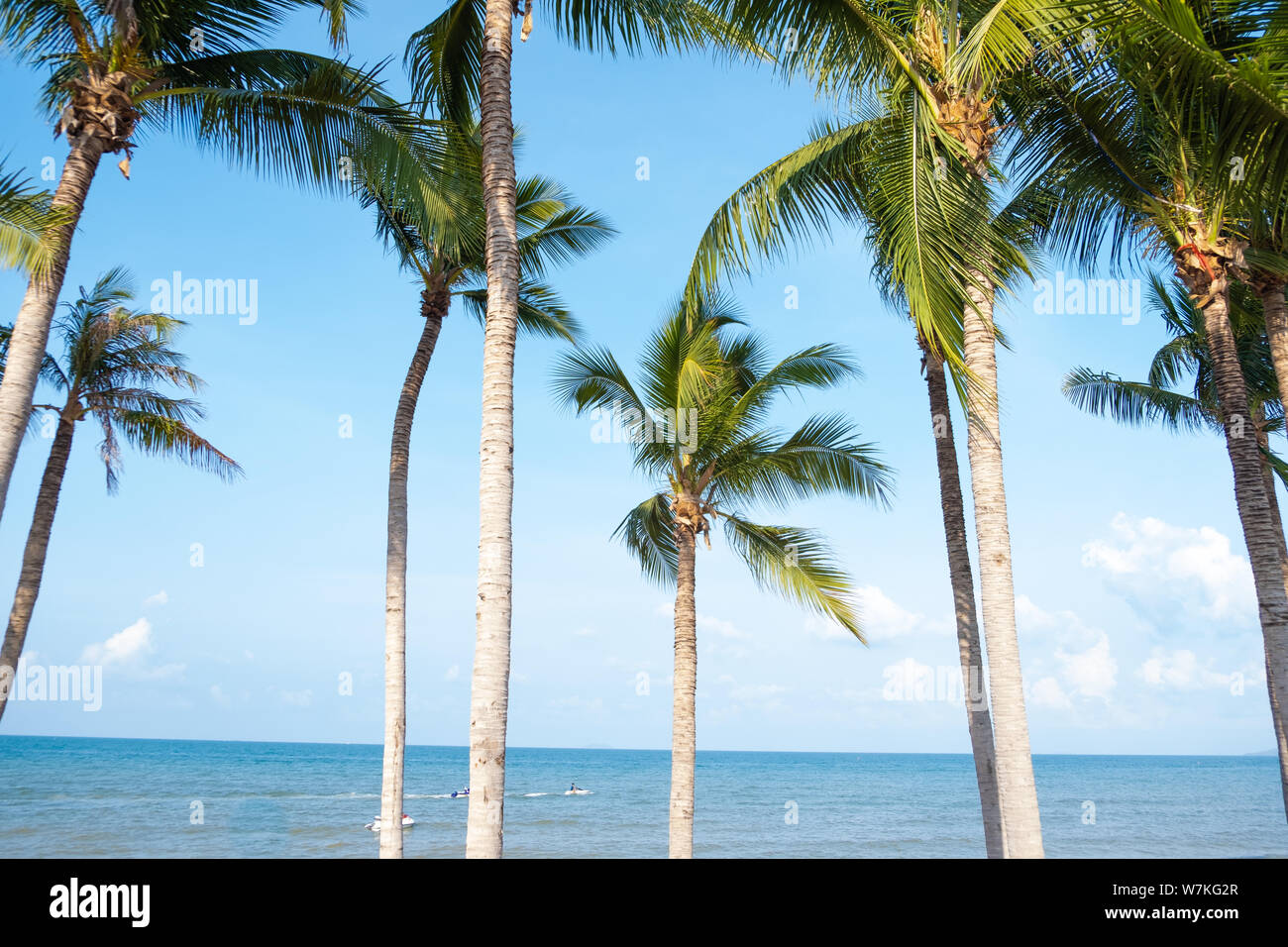 Palm trees on sky and sea background Stock Photo - Alamy