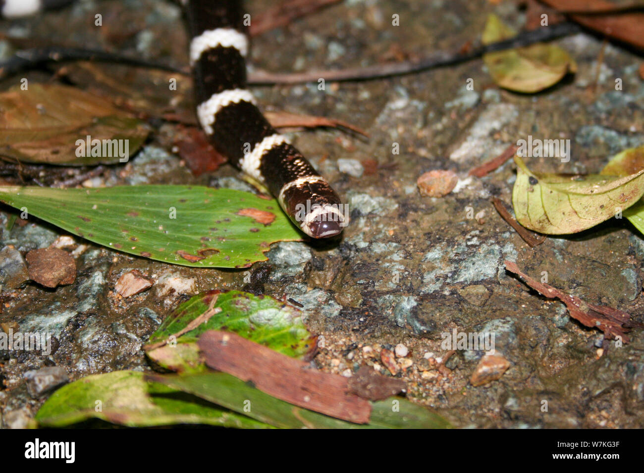 Bandy bandy on Australian road Stock Photo Alamy