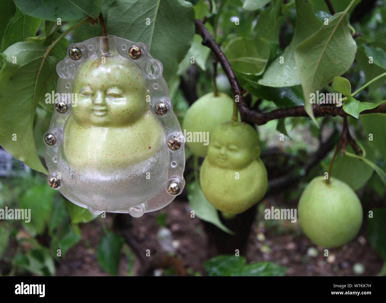 Buddha shaped pears hi-res stock photography and images - Alamy