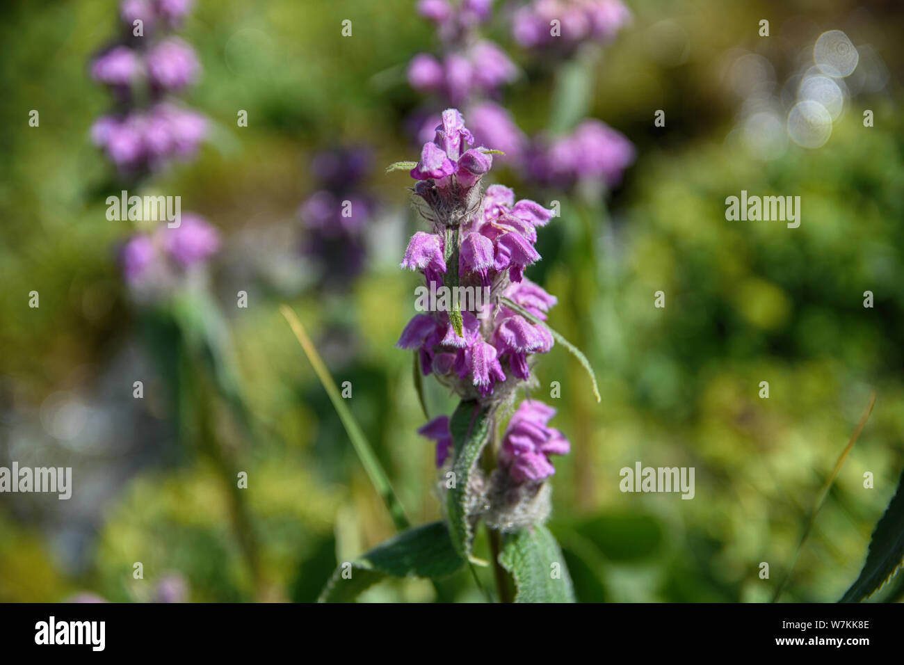 Grass macro purple hi-res stock photography and images - Alamy