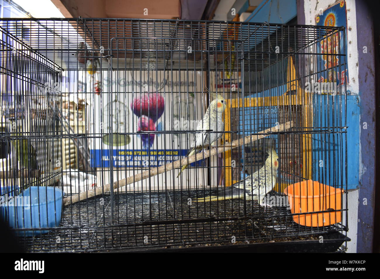 BEAUTIFUL PAIR OF BIRDS IN THE CAGE Stock Photo - Alamy