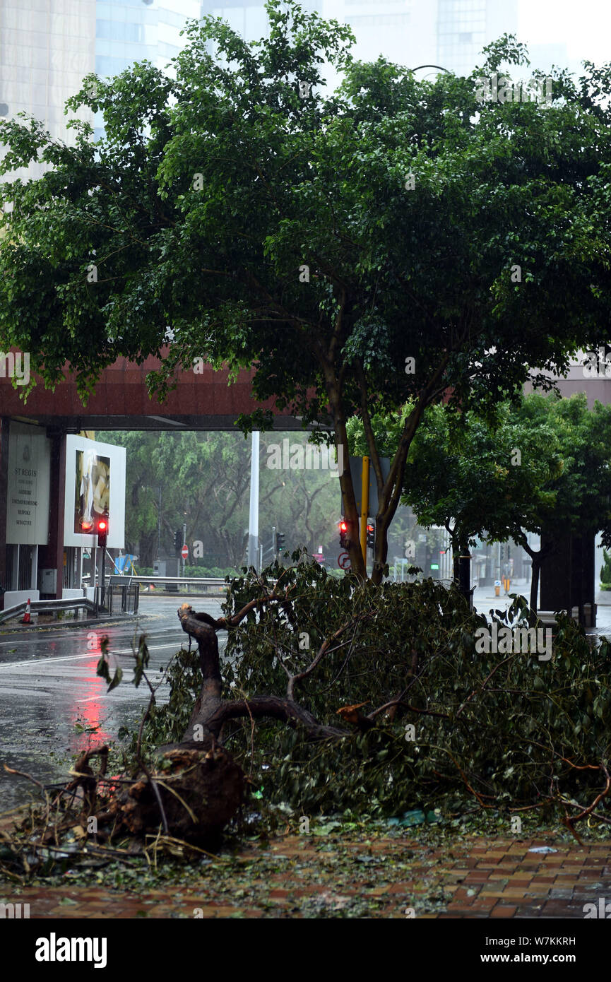 A tree is uprooted by strong wind caused by Typhoon Pakhar on a road in ...