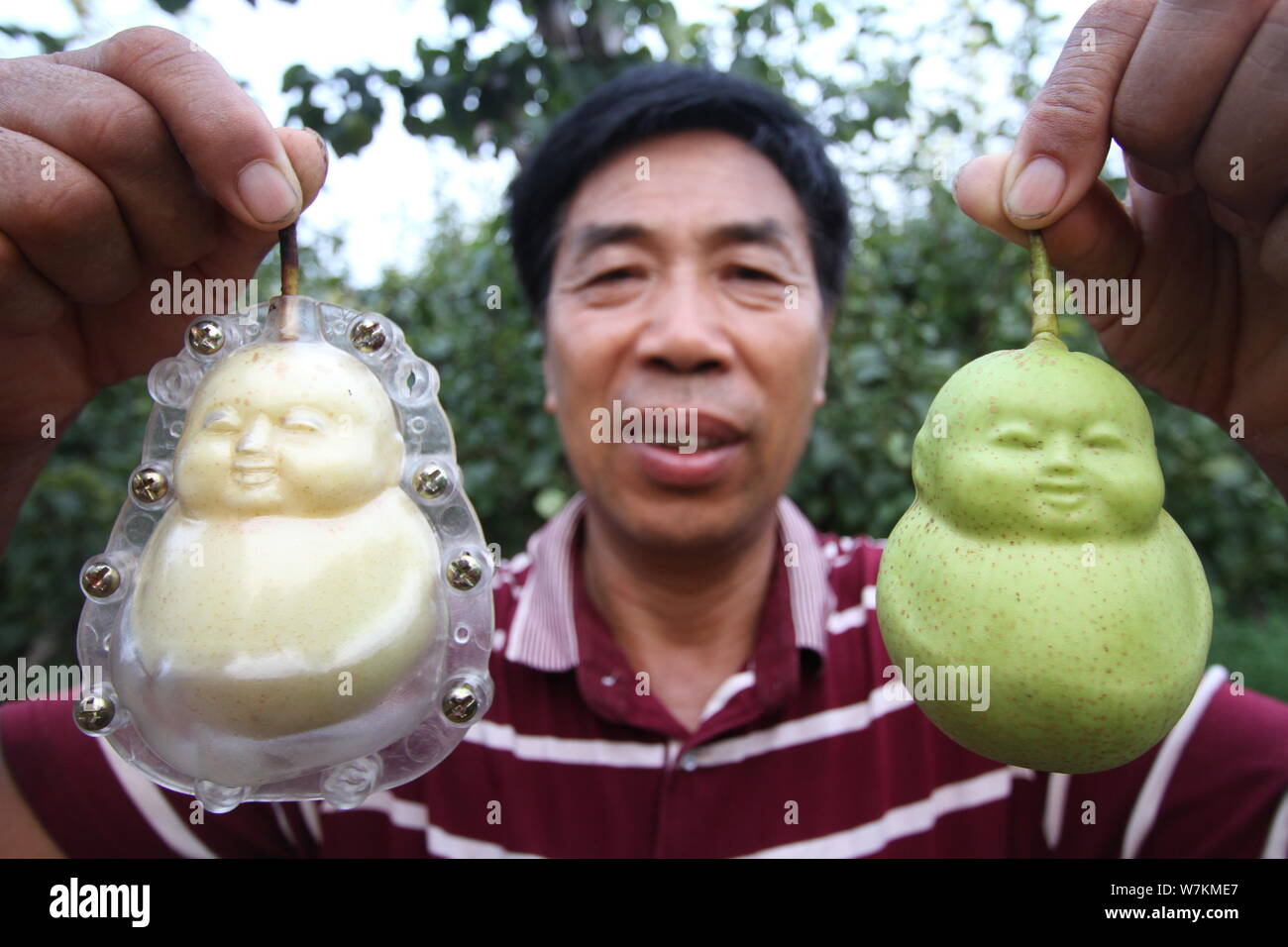 A Chinese farmer shows harvested Buddha-shaped pears at his orchard in a  village of Weicheng town, Weixian county, Handan city, north China's Hebei  pr Stock Photo - Alamy