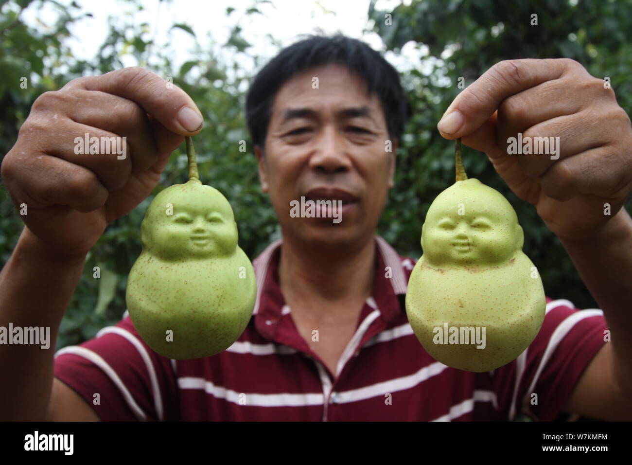 A Chinese farmer shows harvested Buddha-shaped pears at his orchard in a  village of Weicheng town, Weixian county, Handan city, north China's Hebei  pr Stock Photo - Alamy