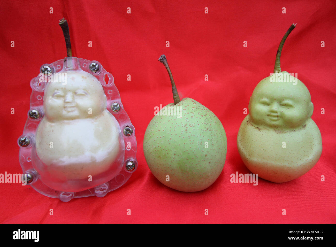 A Chinese farmer shows harvested Buddha-shaped pears and a normal pear at  his orchard in a village of Weicheng town, Weixian county, Handan city,  nort Stock Photo - Alamy
