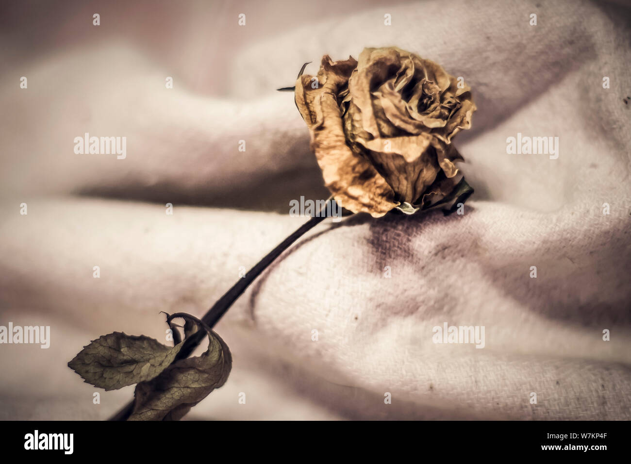The dried rose petals are falling (white background), heartbroken, lost or disappoint .unlovable concept idea. Valentine‘s background Stock Photo