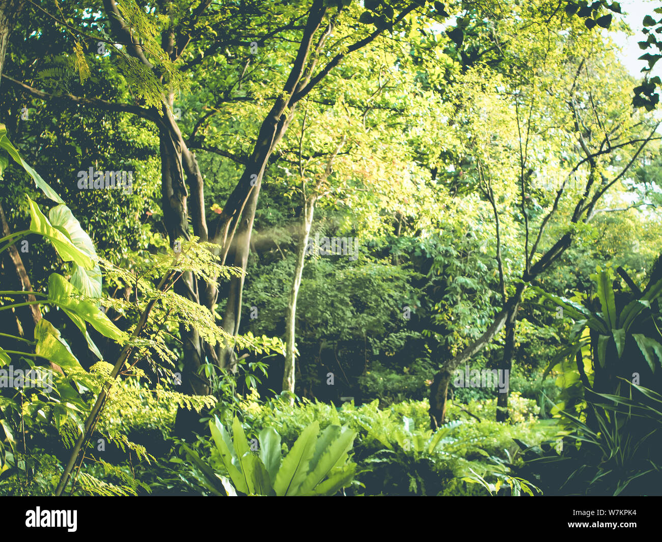 Tropical forest green perfect nature area have many floral plant big