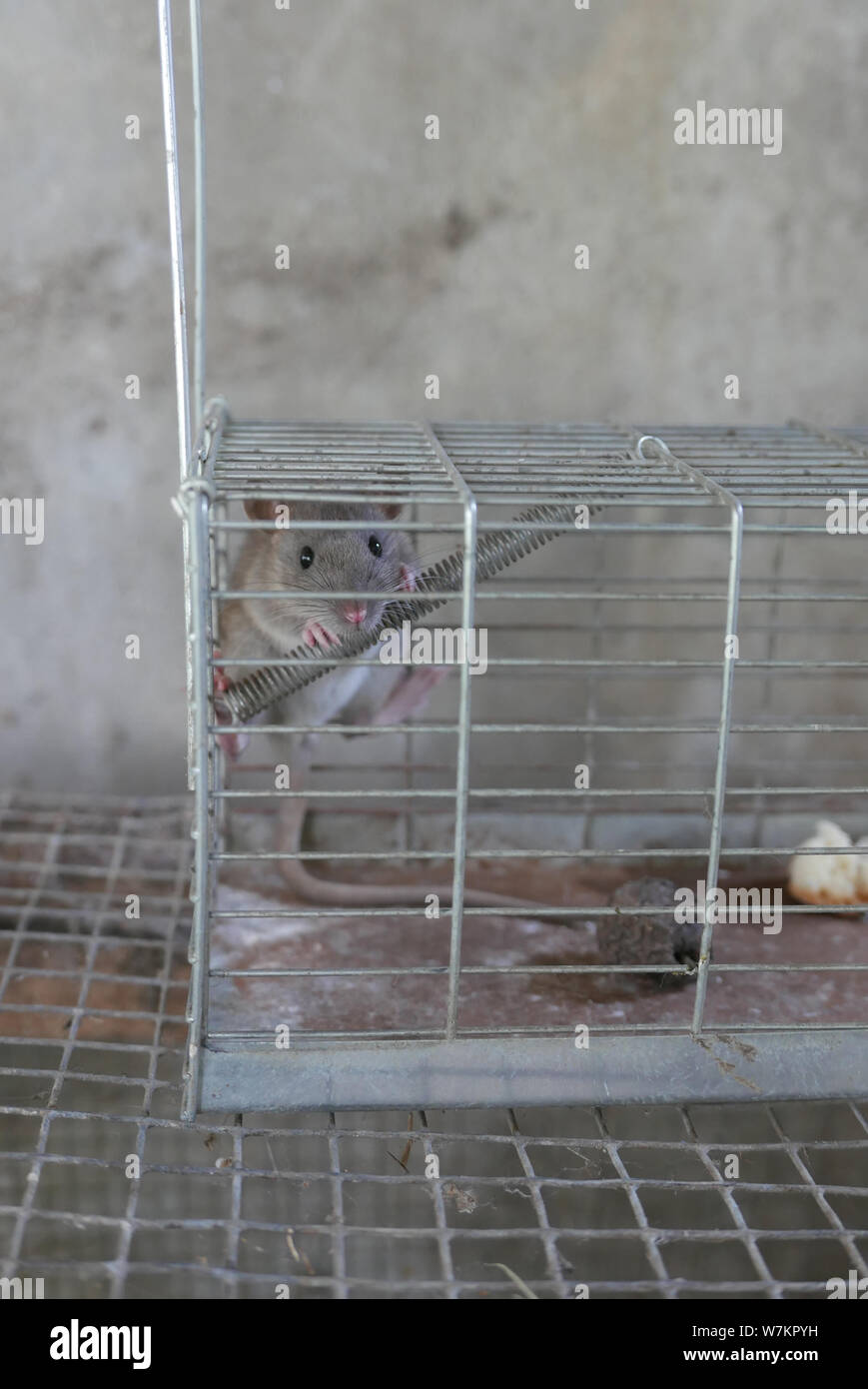Rat trap cage hi-res stock photography and images - Alamy