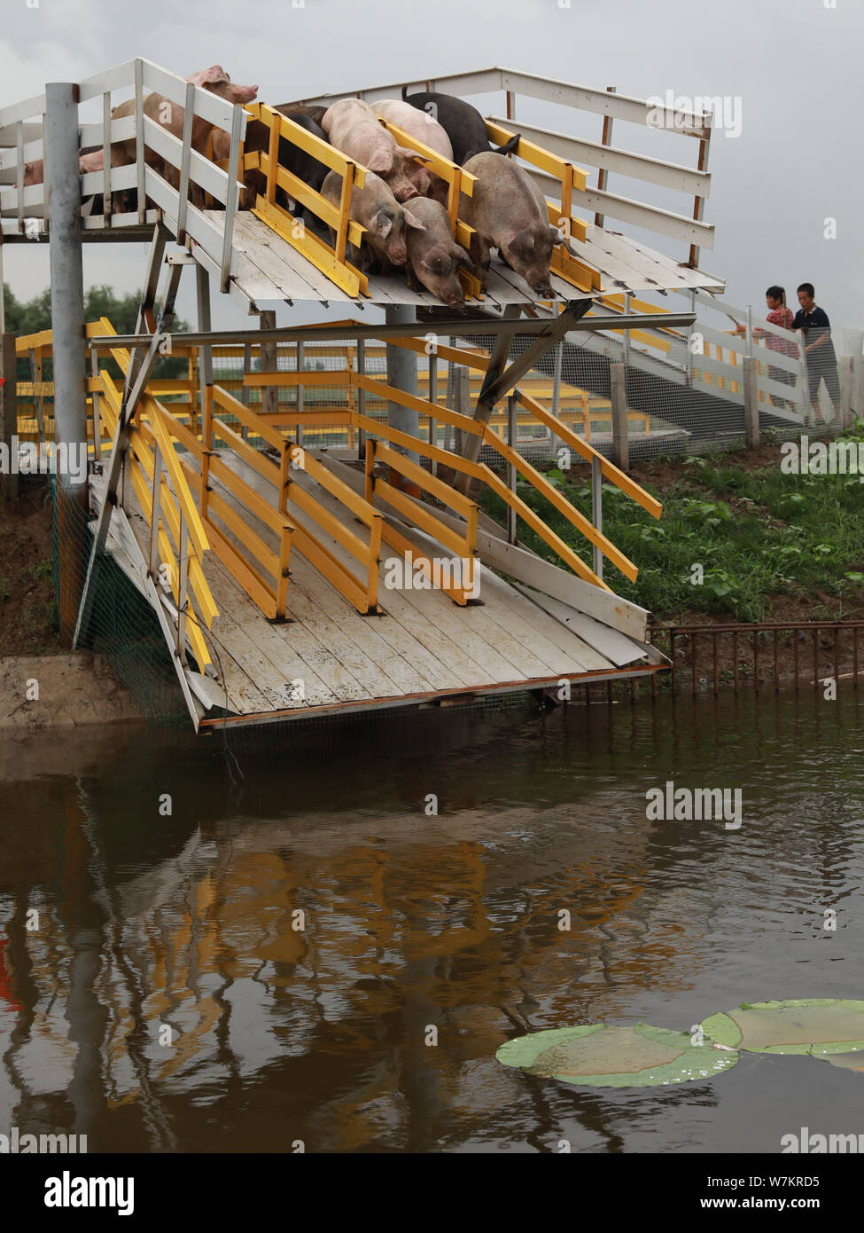 Pigs jump off a platform and dive into the water during a daily