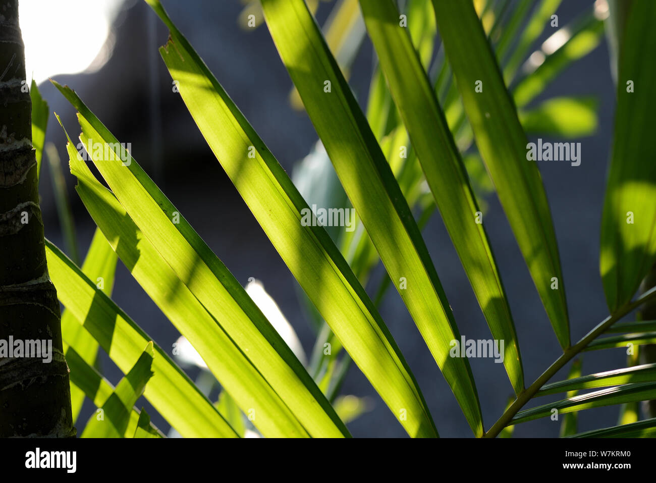 Closeup on green palm leaves hi-res stock photography and images - Alamy