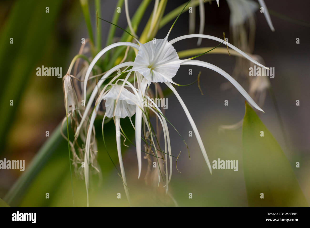 Flower Gimenokallis (Lat. Hymenocallis) close-up in natural light. Thailand. Stock Photo