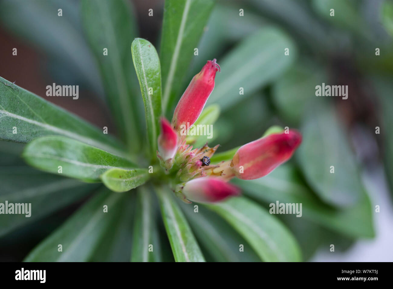 Flower plant Adenium close-up in natural light. Thailand Stock Photo ...
