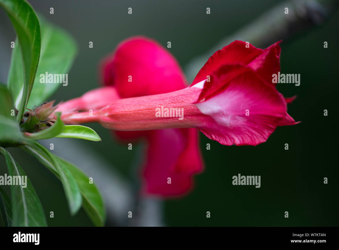 Flower plant Adenium close-up in natural light. Thailand Stock Photo ...