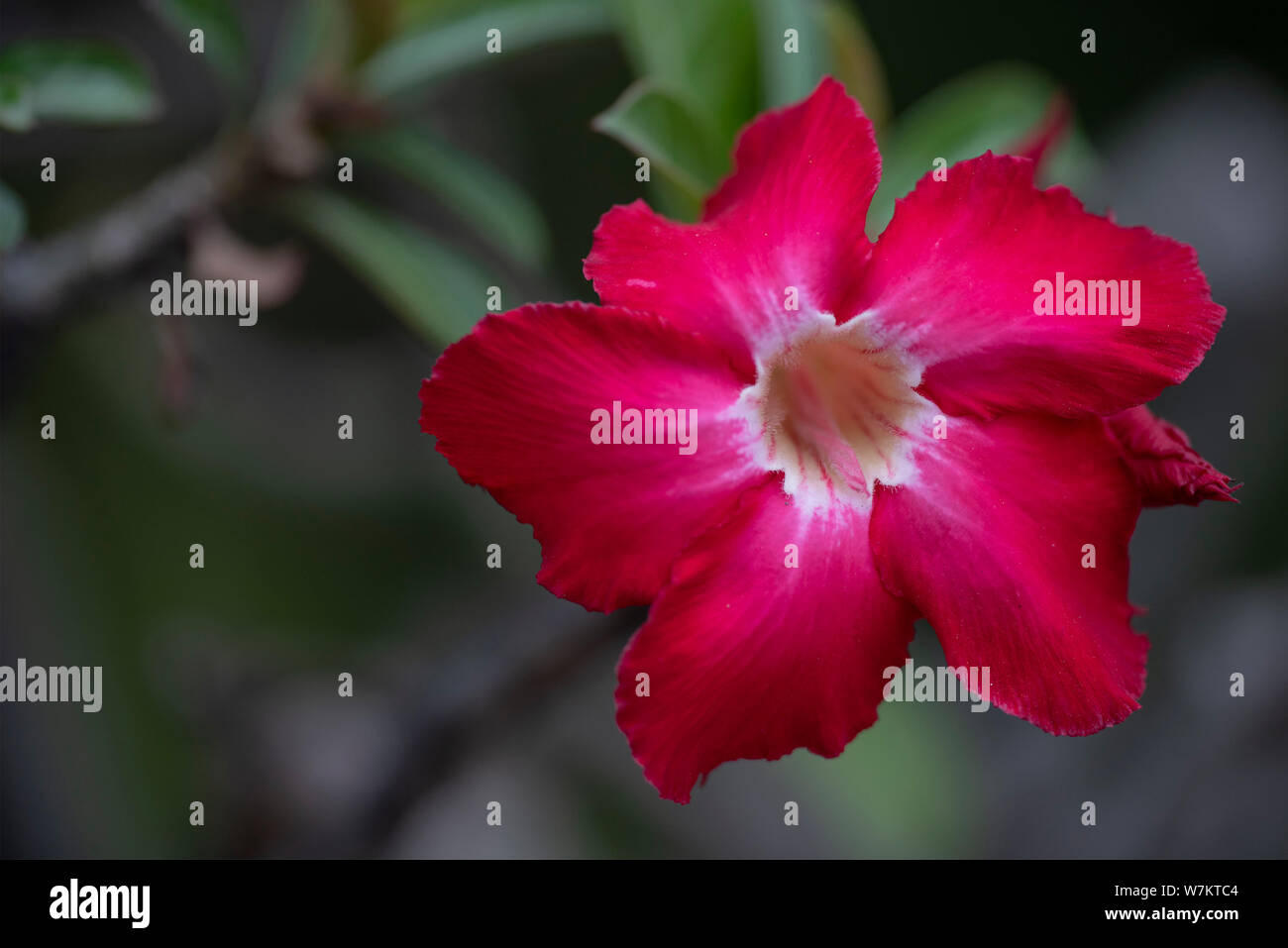 Flower plant Adenium close-up in natural light. Thailand Stock Photo ...