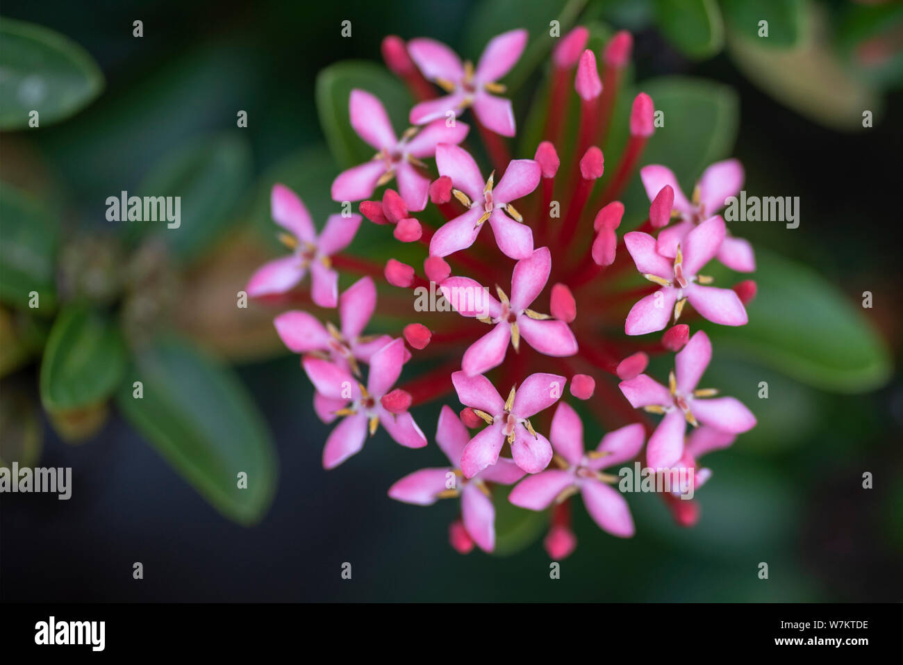 Beautiful red flowers of the plant Ixora chinensis in natural light. Close-up. Thailand, Koh Chang Island. Stock Photo