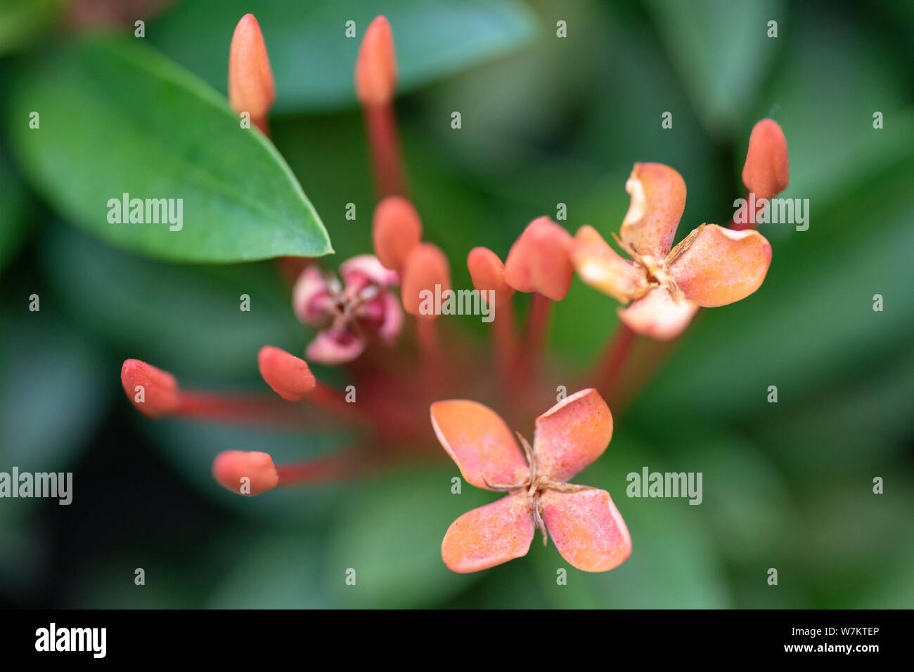 Beautiful red flowers of the plant Ixora chinensis in natural light. Close-up. Thailand, Koh Chang Island. Stock Photo