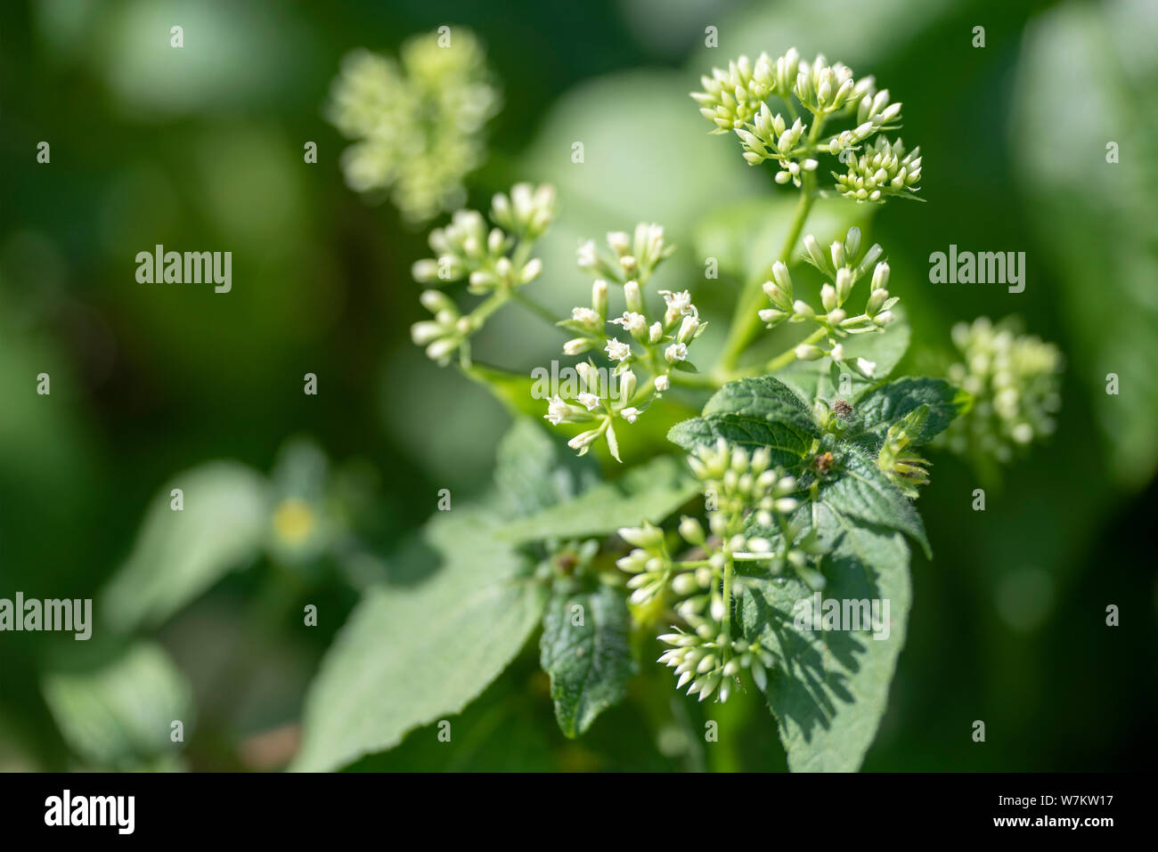 Fragrant chromium (lat. Chromolaena odorata) - perennial plant of the family Compositae, close-up. Thailand. Stock Photo