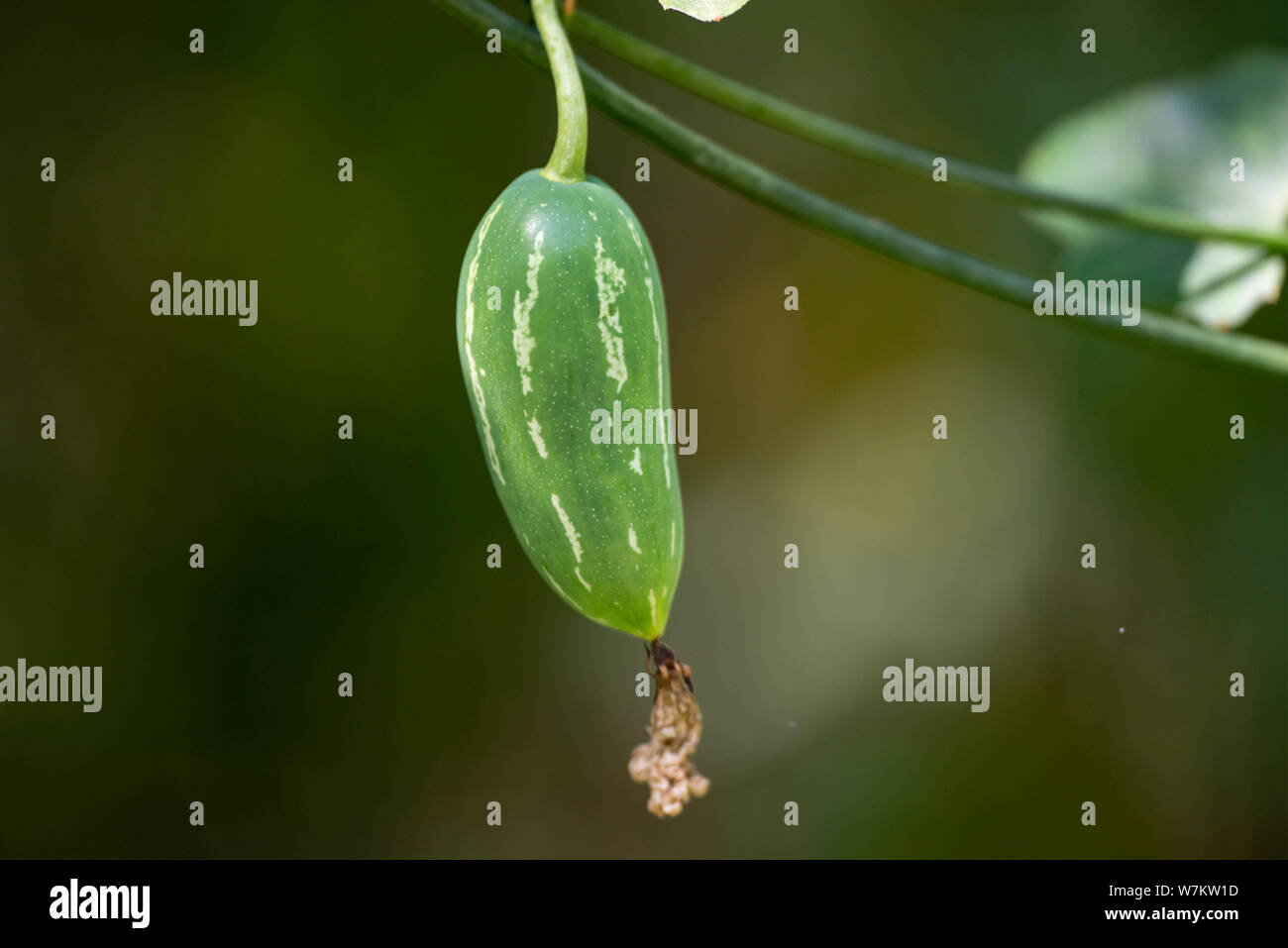 The fruit of the plant Coccinia grandis close-up. Thailand. Stock Photo