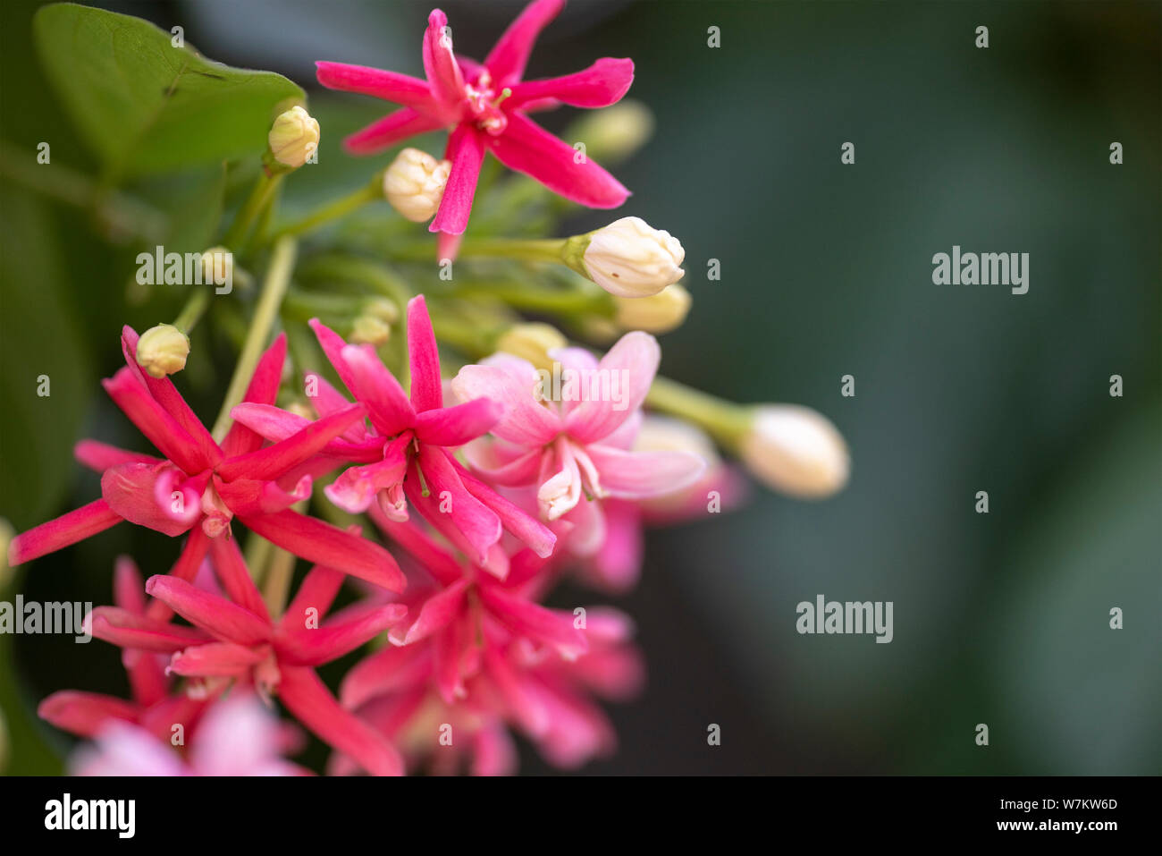 Flowers of the plant Quisqualis indica close-up in natural light. Thailand. Stock Photo