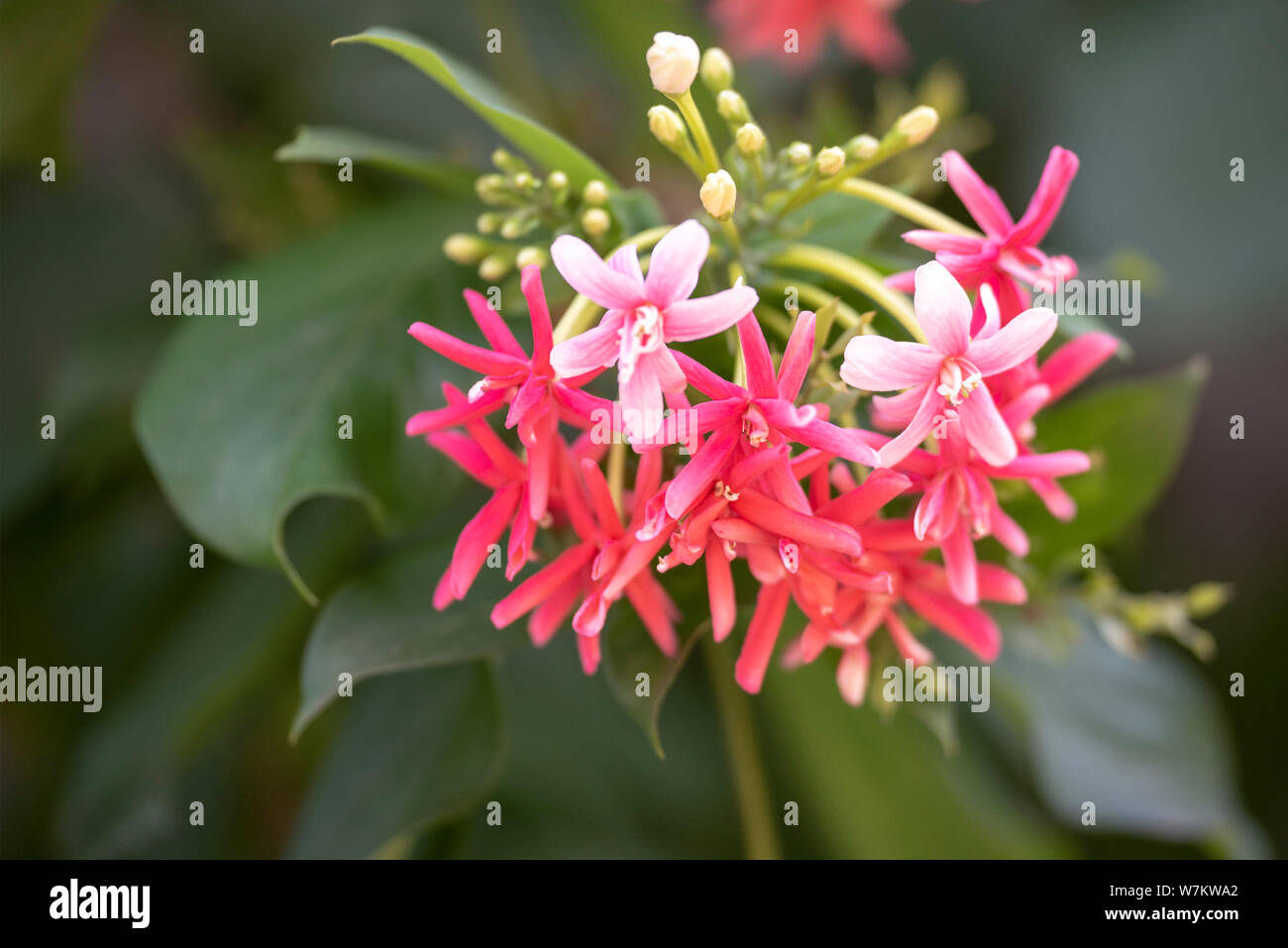 Flowers of the plant Quisqualis indica close-up in natural light. Thailand. Stock Photo