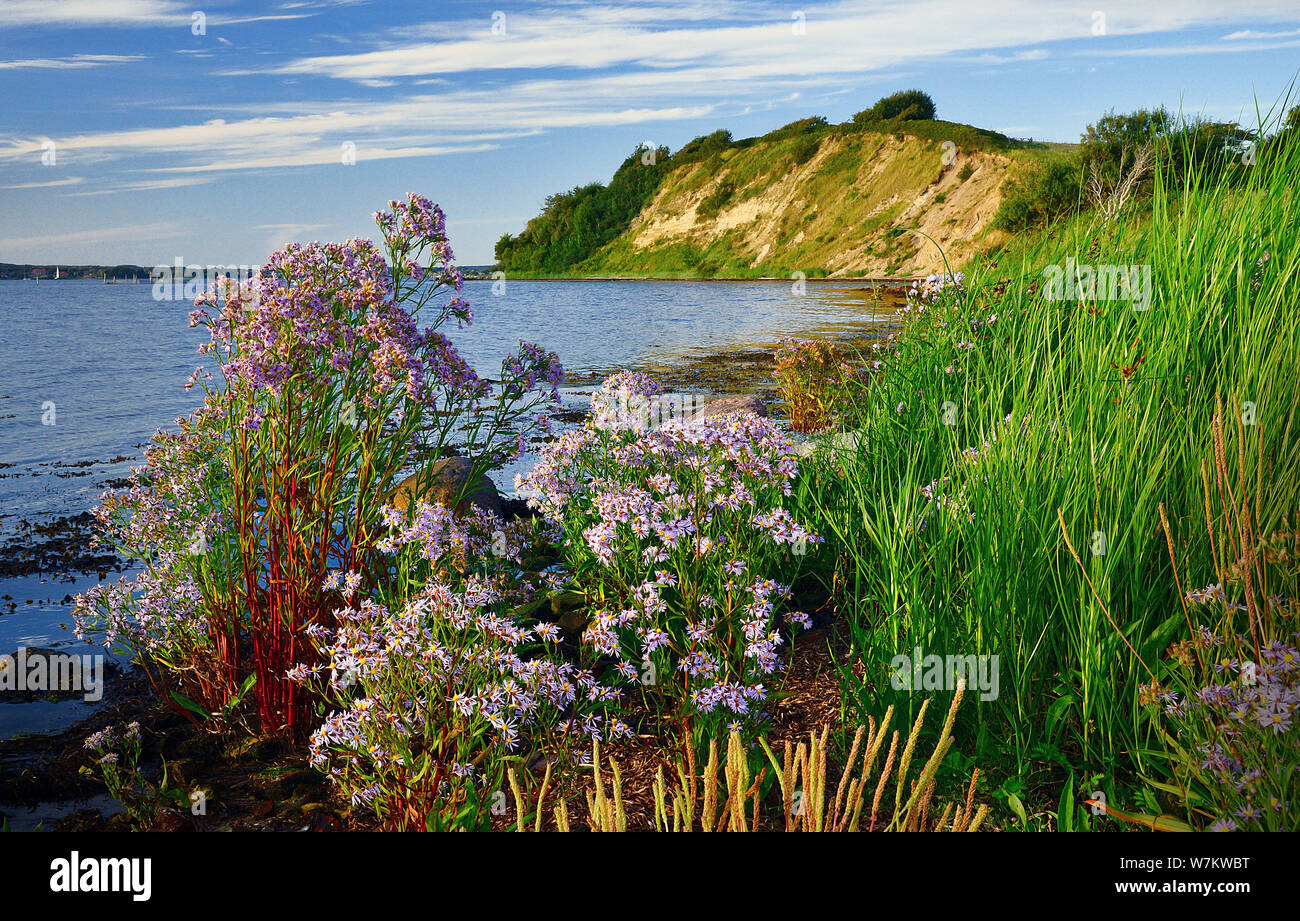 Coast landscape and vegetation at Holnis, Firth of Flensburg, Schleswig-Holstein, Germany Stock Photo