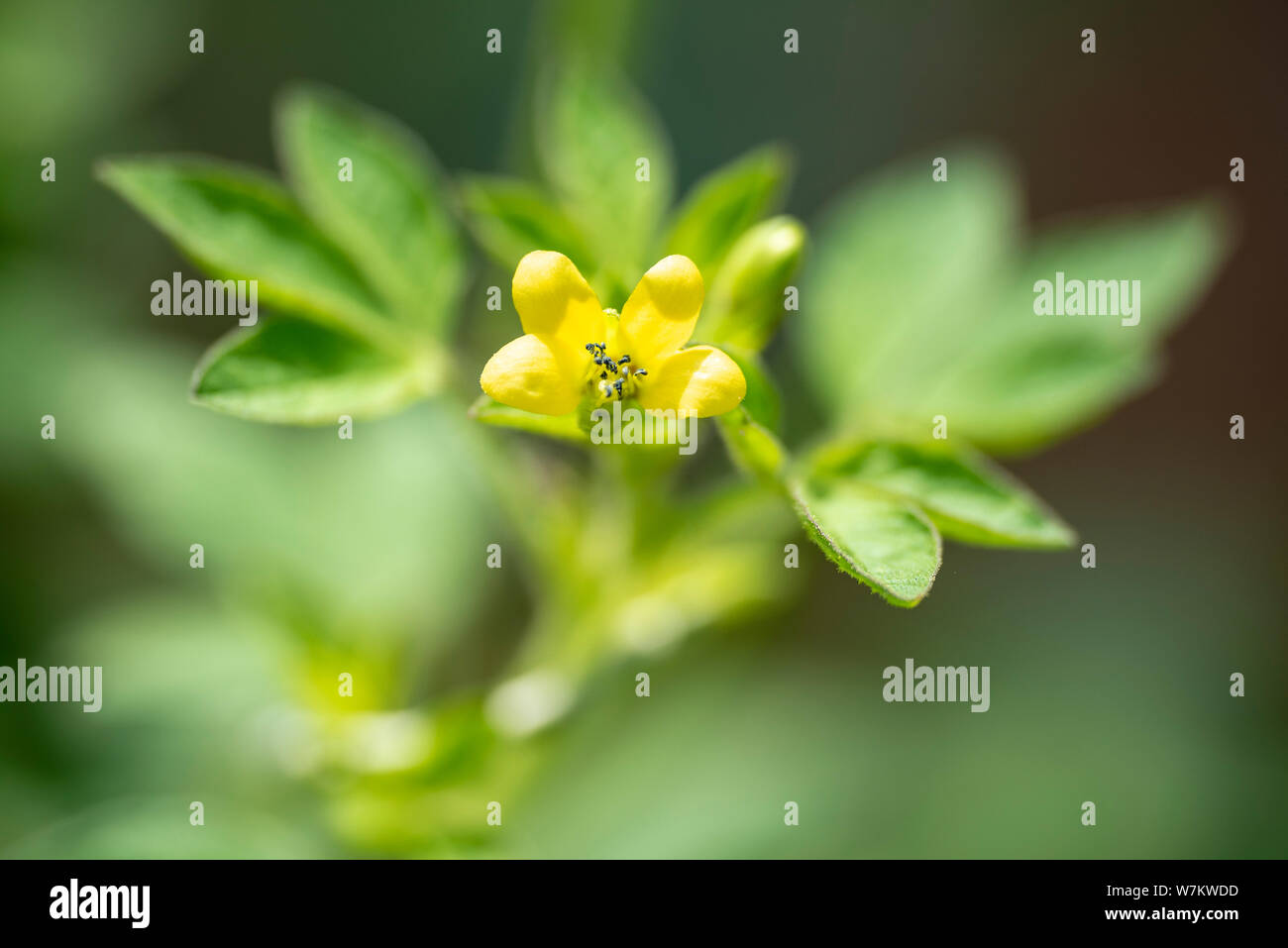 Plant Gynandropsis gynandra close-up in natural light. Thailand Stock ...