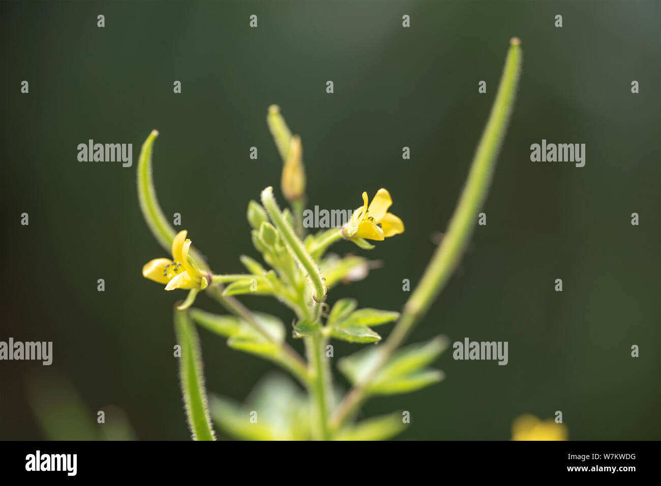 Plant Gynandropsis gynandra close-up in natural light. Thailand. Stock Photo
