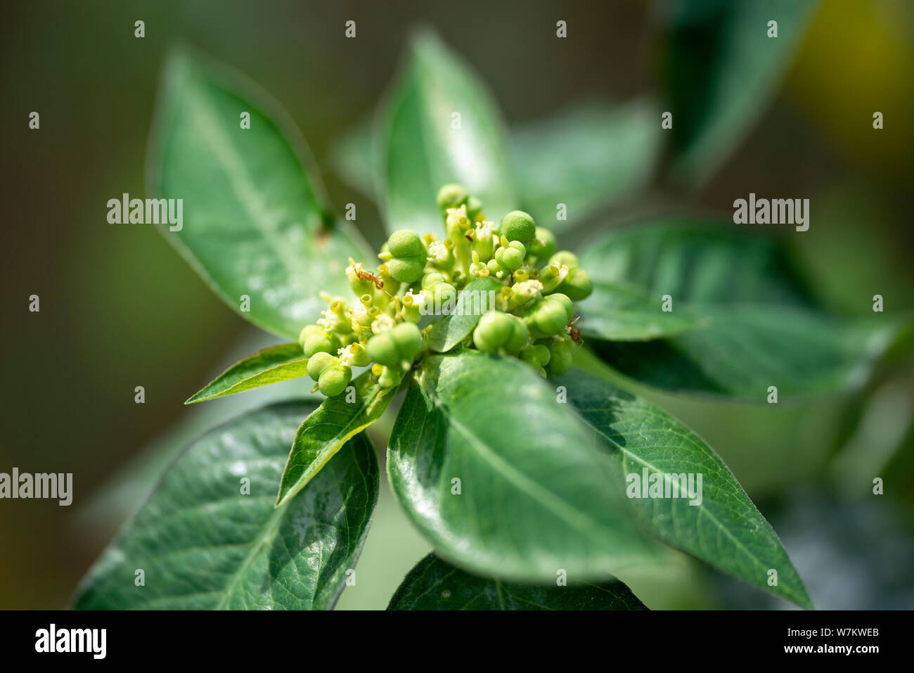 Plant Gynandropsis gynandra close-up in natural light. Thailand Stock ...