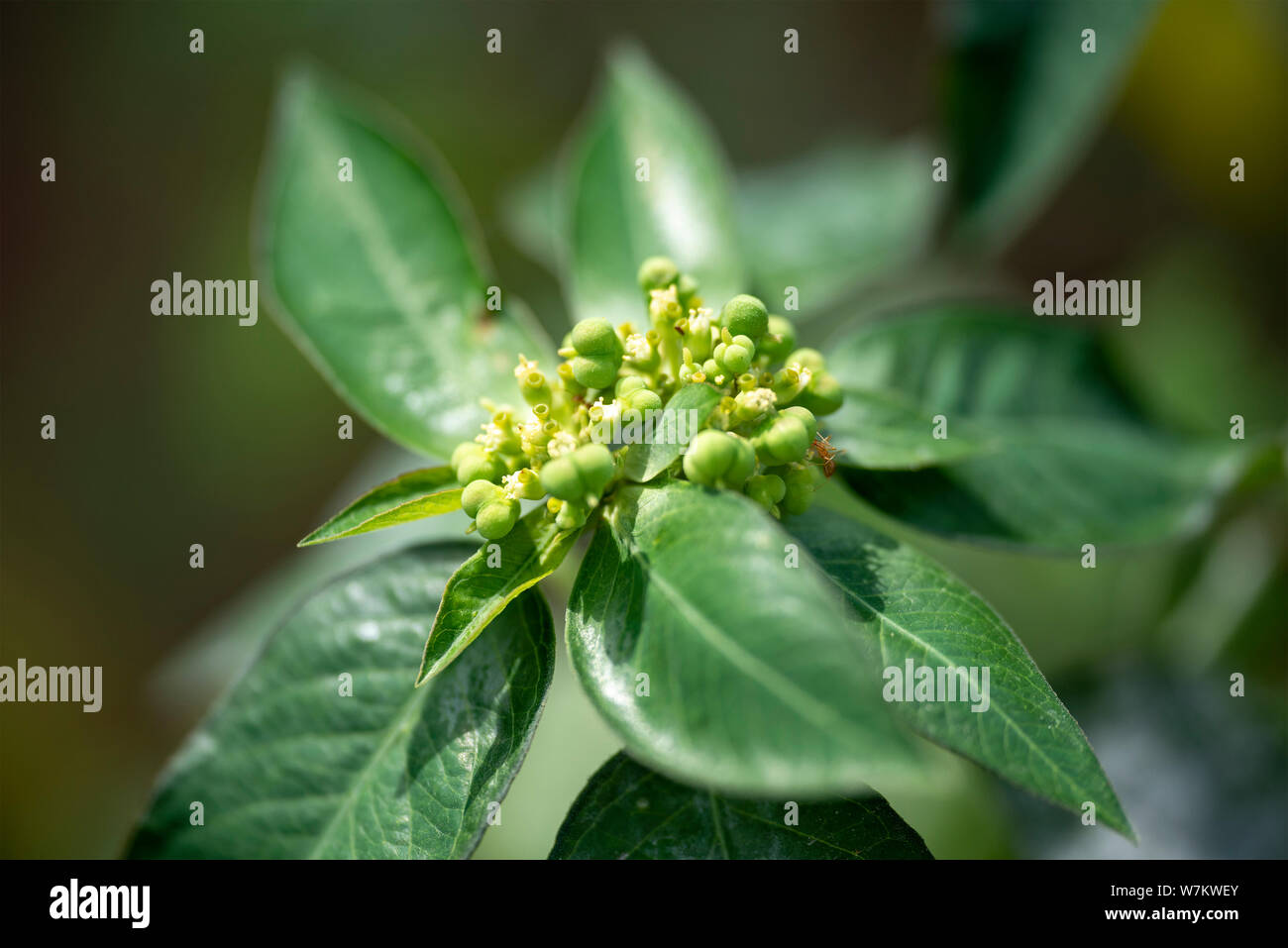 Plant Gynandropsis gynandra close-up in natural light. Thailand Stock ...