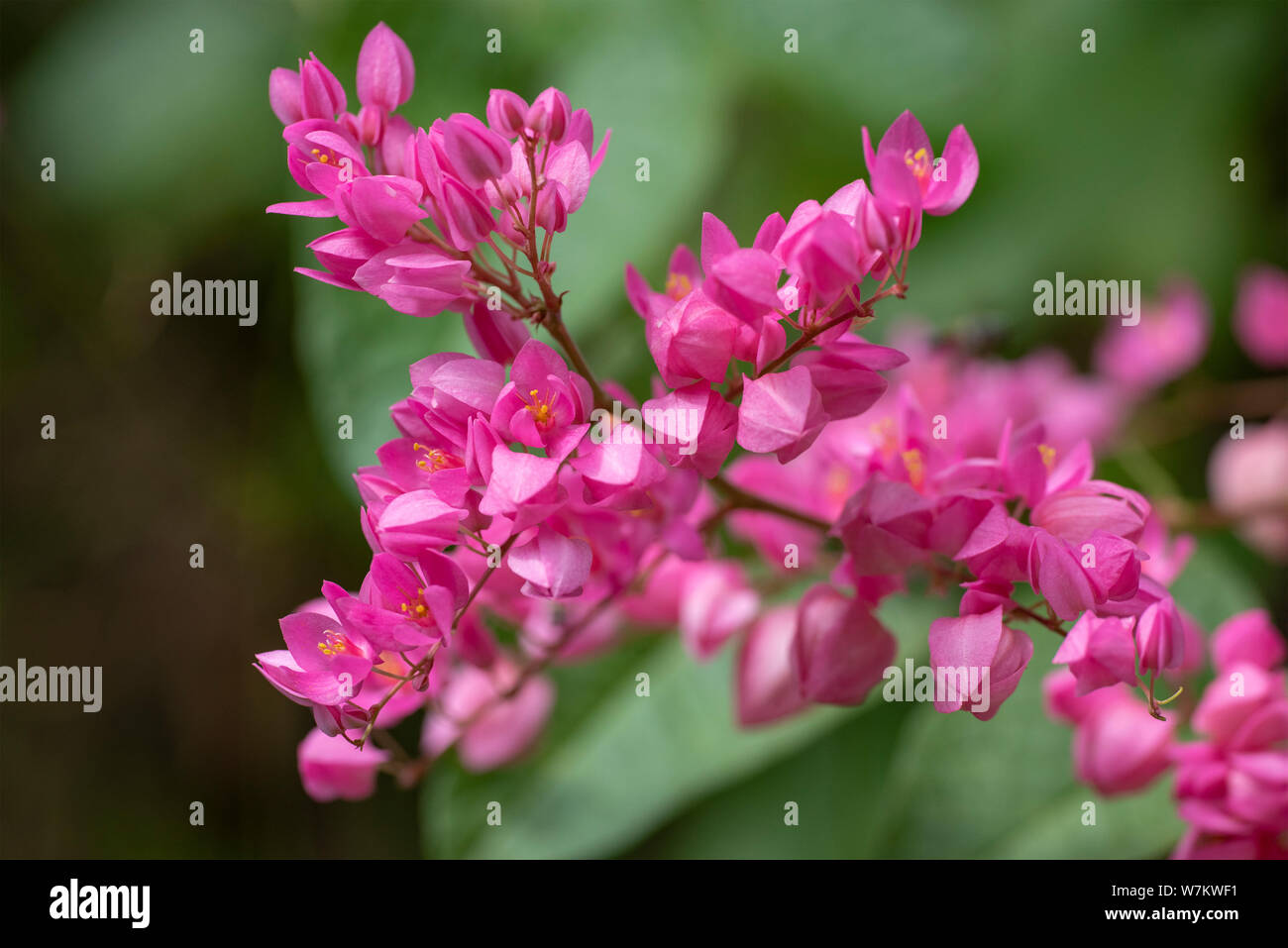 Clerodendrum Thompson (lat. Clerodendrum thomsonae) - flowers close-up. Thailand. Stock Photo