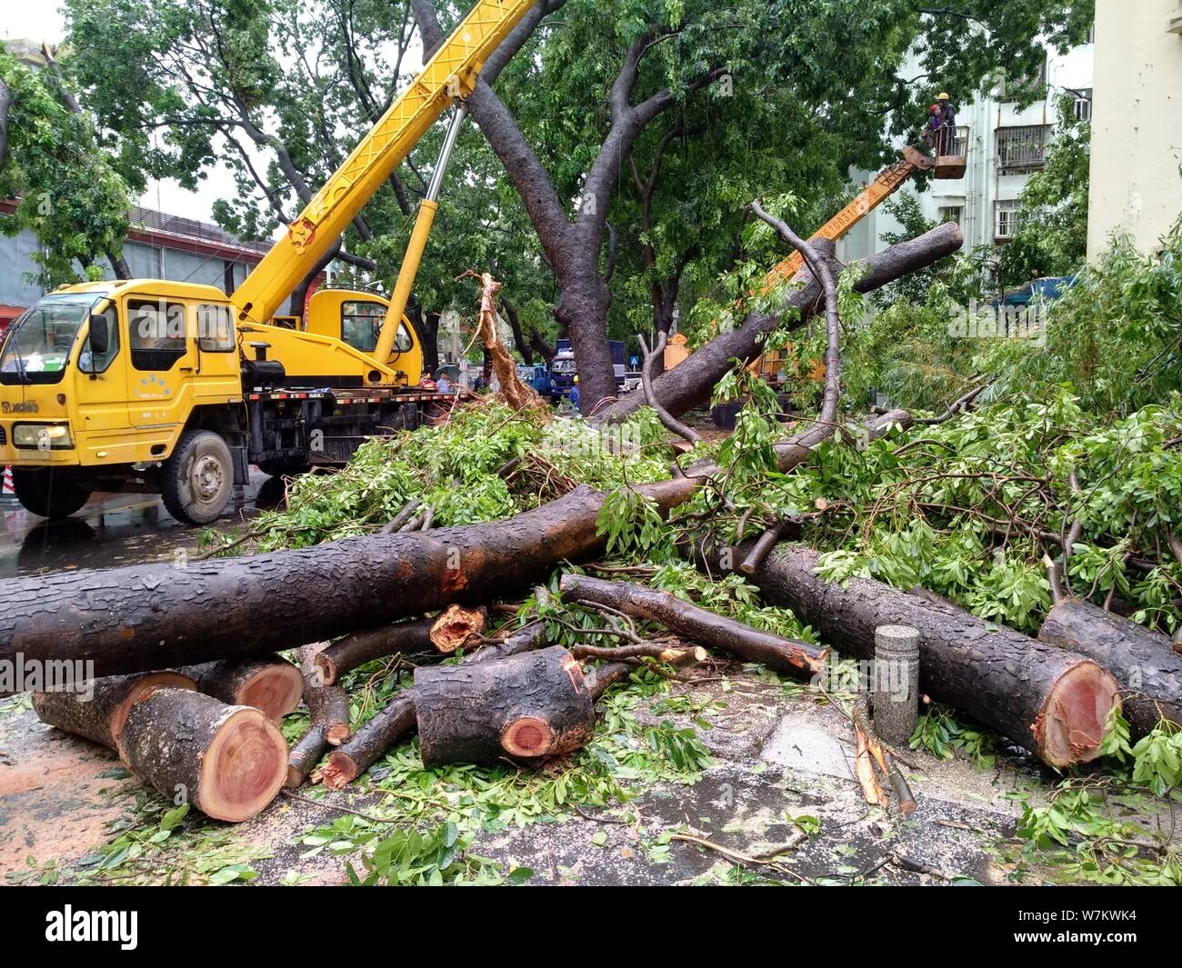 A crane lifts trees damaging nearby residential building after they ...