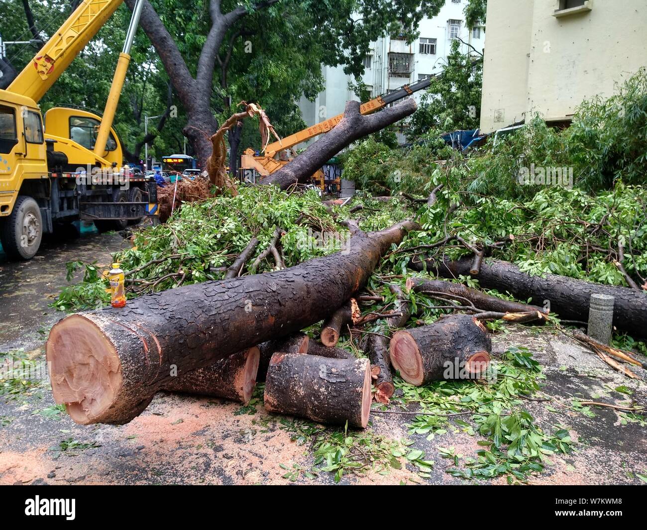 A crane lifts trees damaging nearby residential building after they ...
