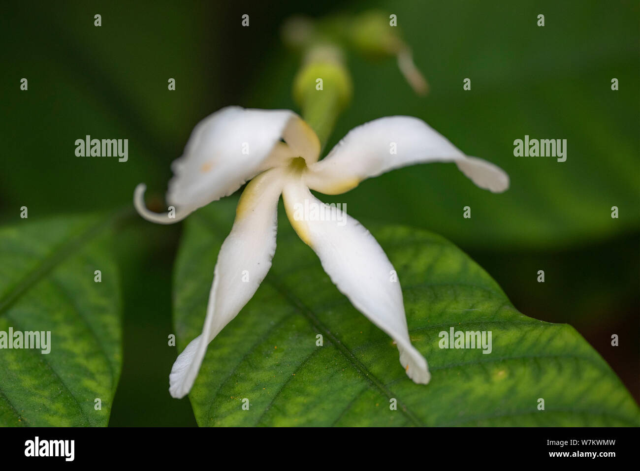 Tabernemontana (Latin Tabernaemontána) - close-up white flowers in natural light. Thailand. Stock Photo