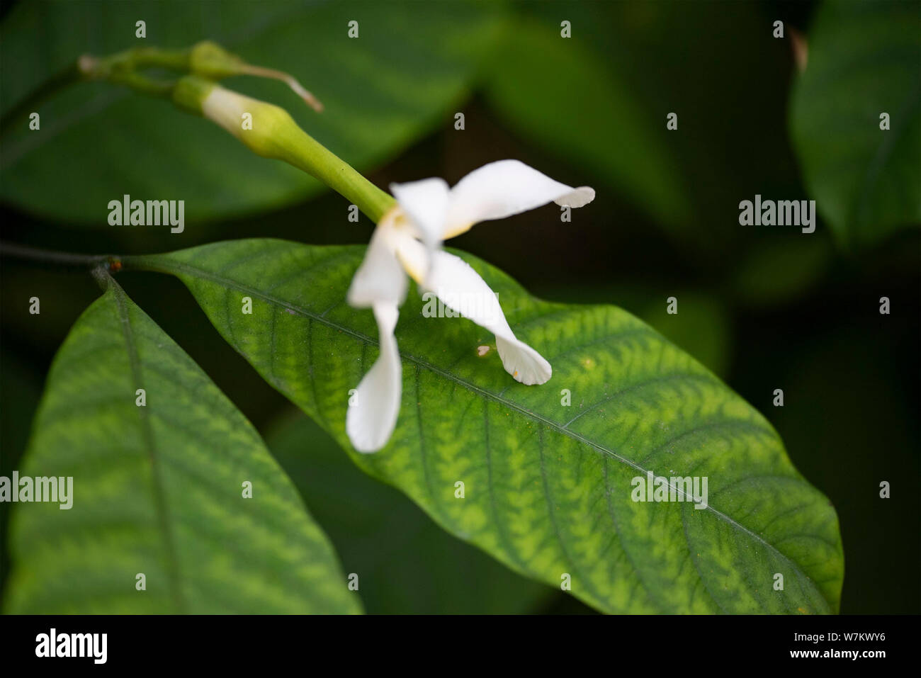 Tabernemontana (Latin Tabernaemontána) - close-up white flowers in natural light. Thailand. Stock Photo