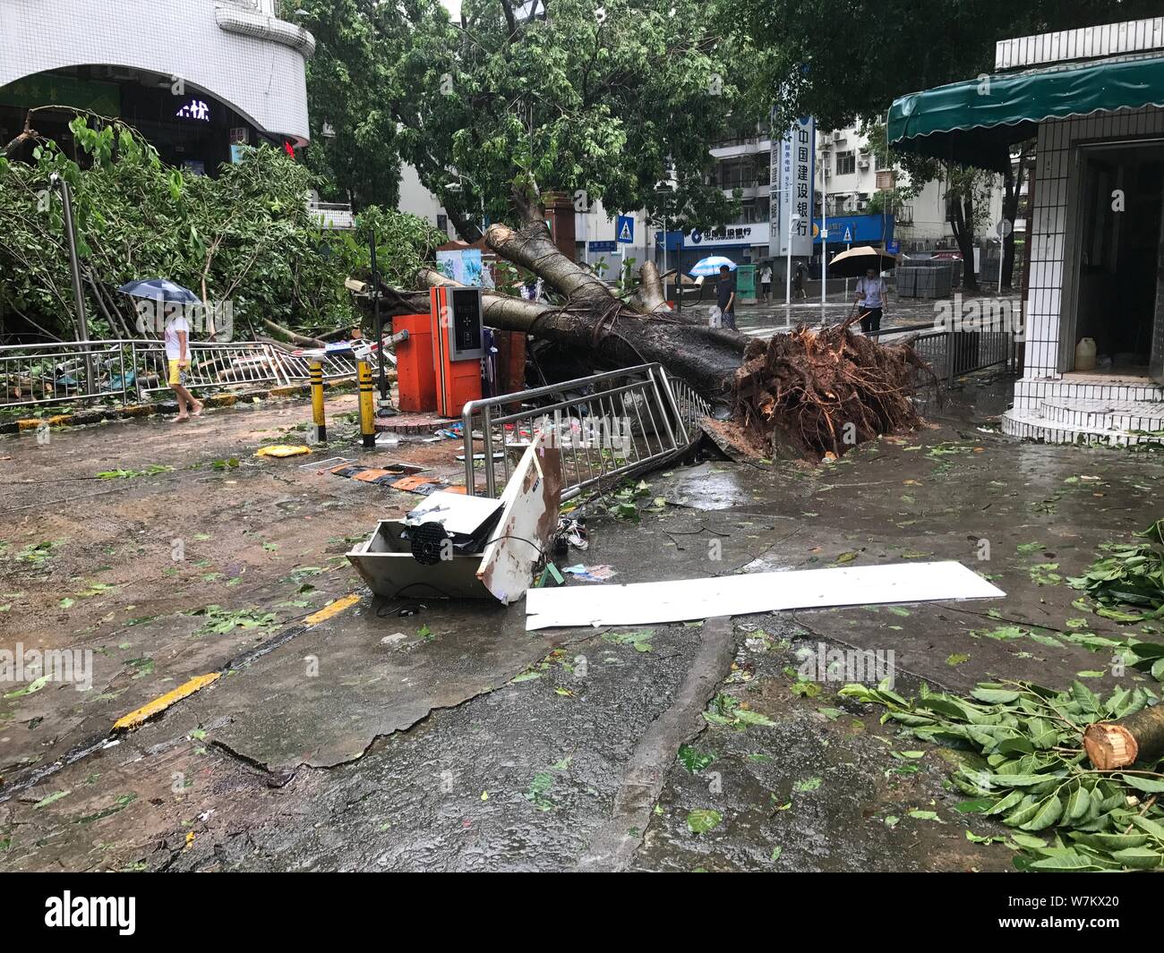 Strong wind rain umbrella tree hi-res stock photography and images - Alamy