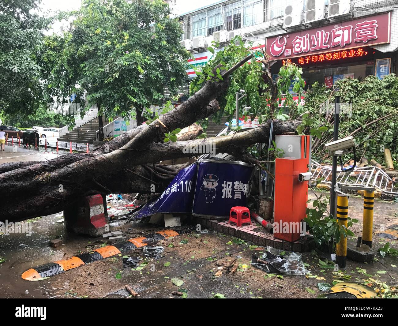 Strong wind rain umbrella tree hi-res stock photography and images - Alamy