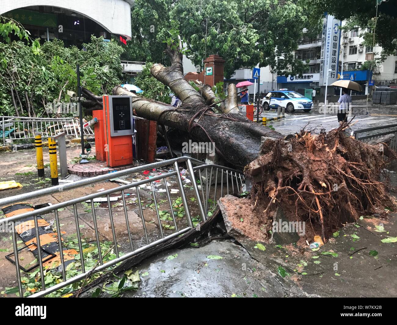Strong wind rain umbrella tree hi-res stock photography and images - Alamy
