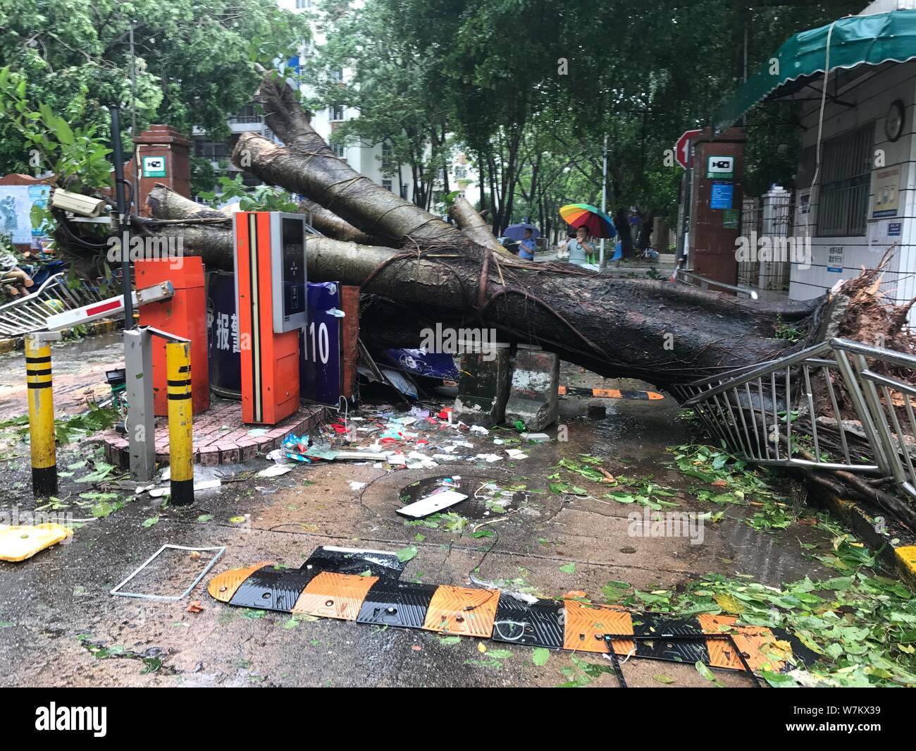 Strong wind rain umbrella tree hi-res stock photography and images - Alamy