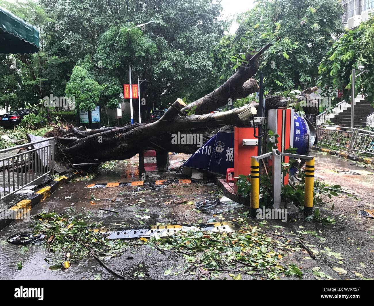 Strong wind rain umbrella tree hi-res stock photography and images - Alamy