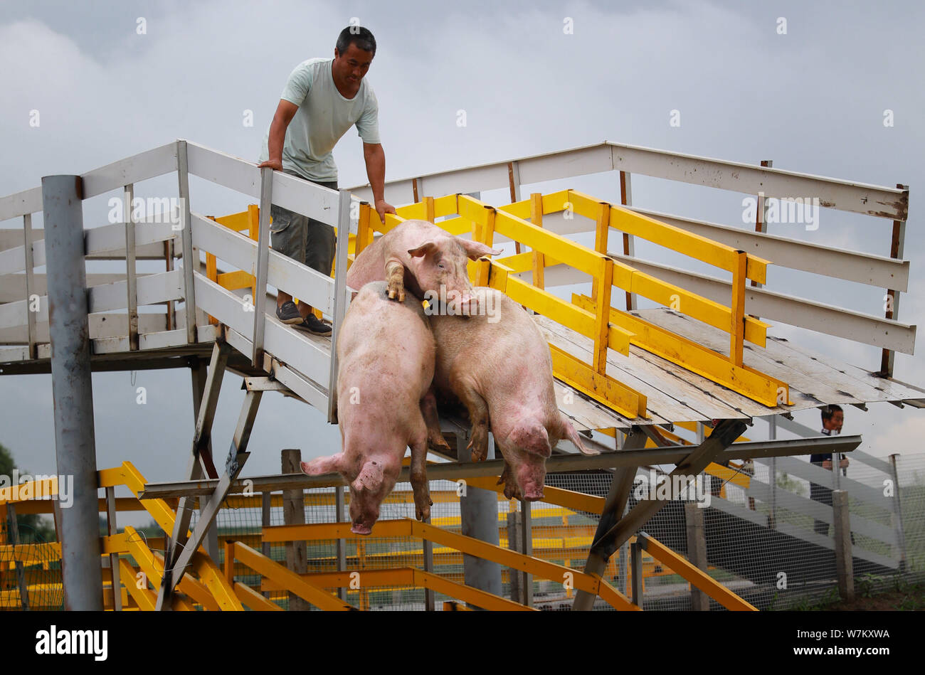 Pigs jump off a platform and dive into the water during a daily