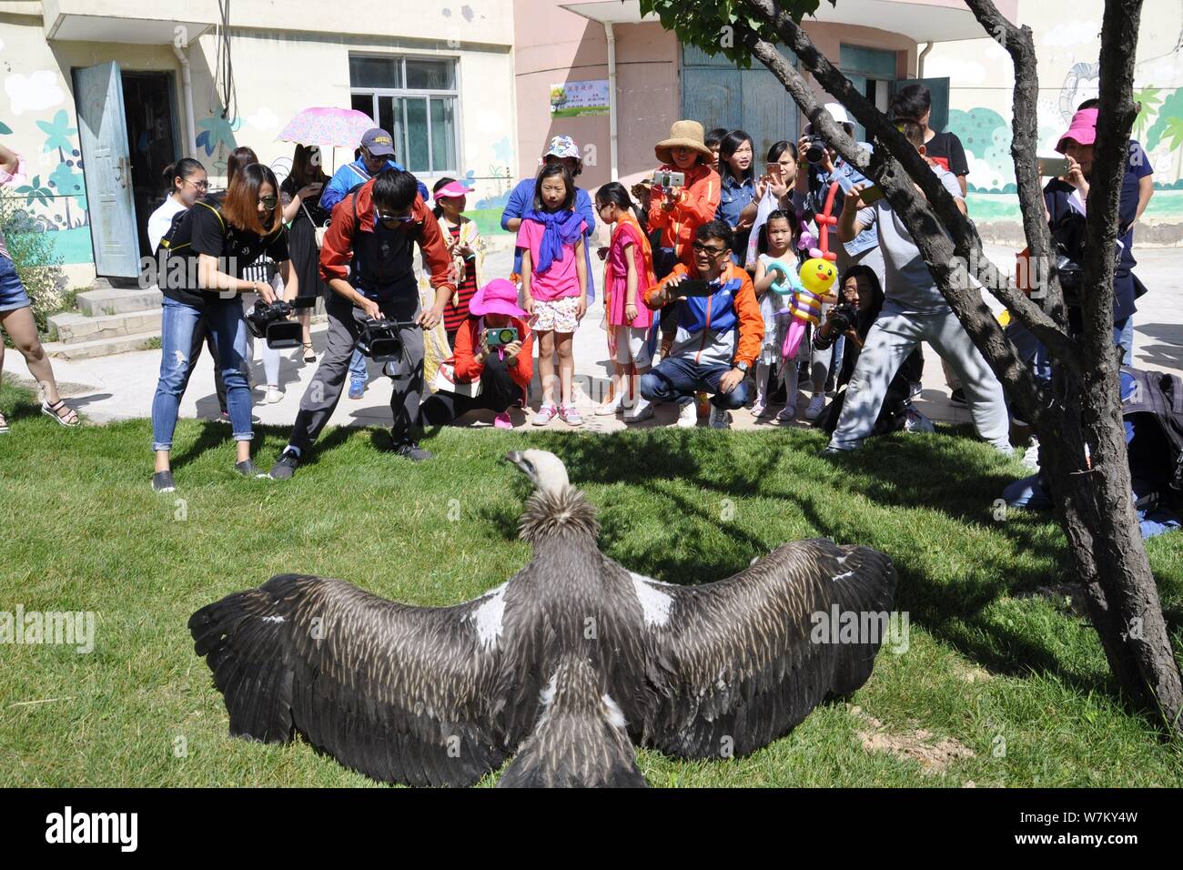 Visitors Take Photos Of Chinas First Himalayan Vulture Bred