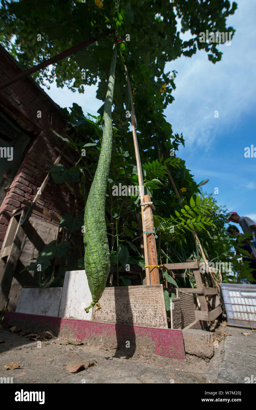 View of the luffa with its length of 2.07 meters grown by Chinese elderly man surnamed Gao in his yard in Taiyuan city, north China's Shanxi province, Stock Photo
