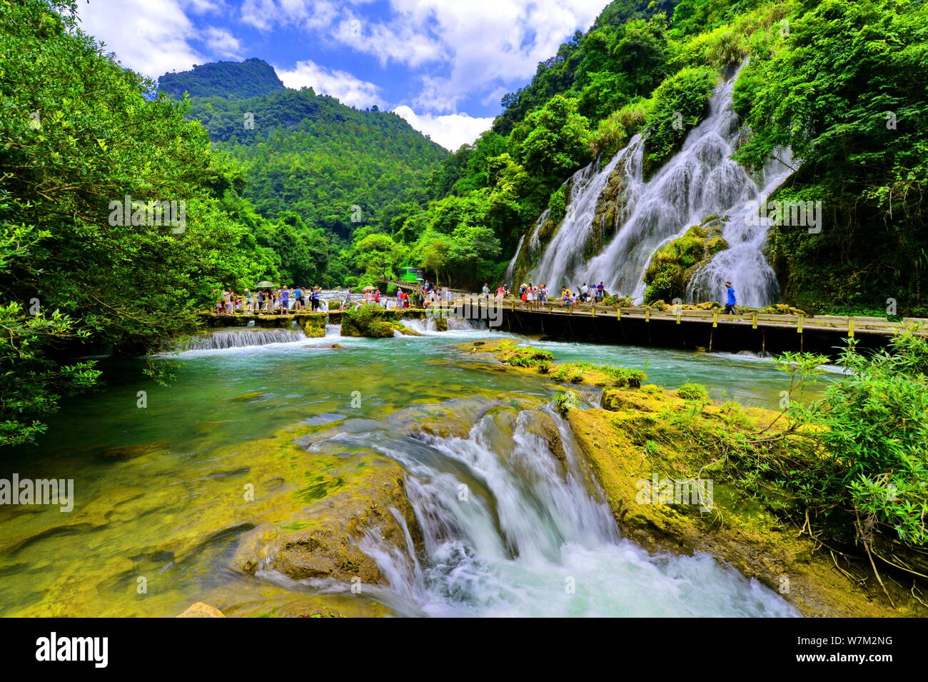 Ting Shao Kuang 自然回帰 Tea Xiaokai Misty Rain Longjing Pure Tea 500ml