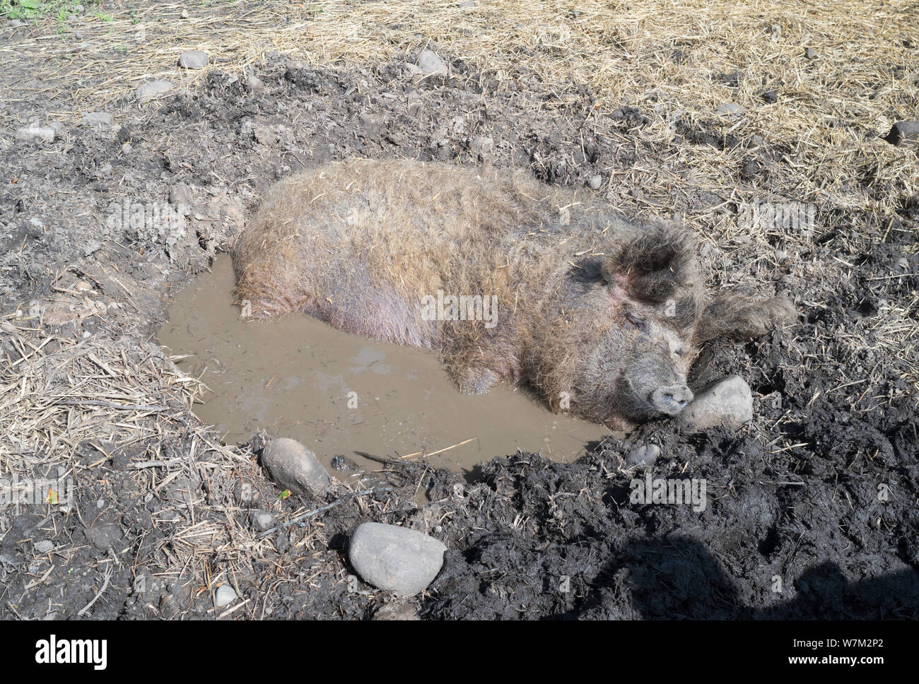 Pig wallowing in a mud bath to keep cool at Beamish Museum, Co. Durham, England, UK Stock Photo