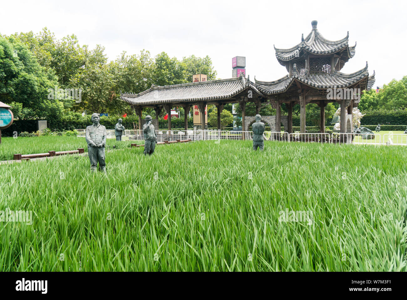 View of a paddy rice field turning green on a square at Himalayas ...