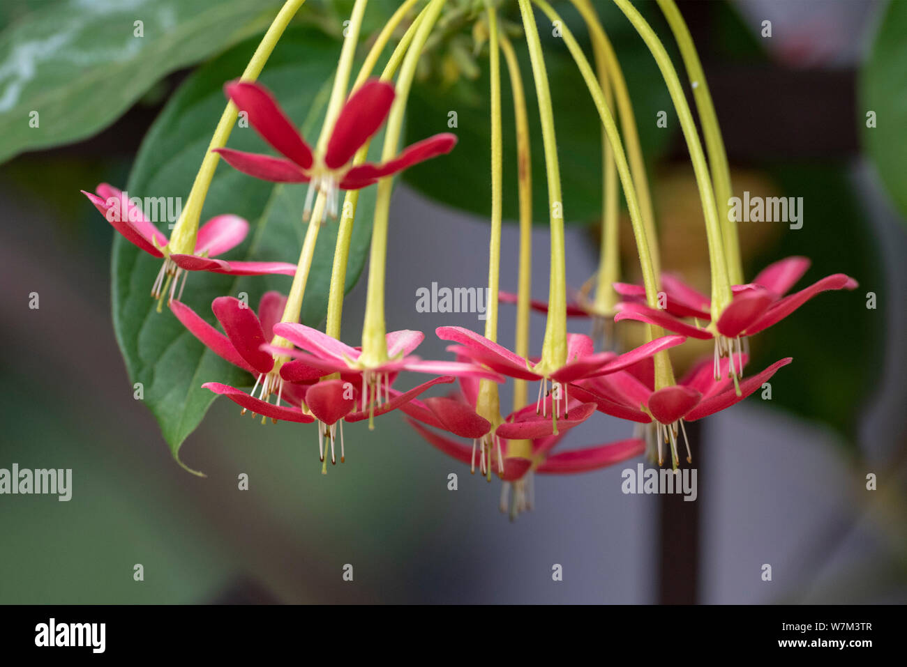 Quiskwalis Indian (lat.uisqualis indica) - flowers close-up in natural light. Thailand. Stock Photo