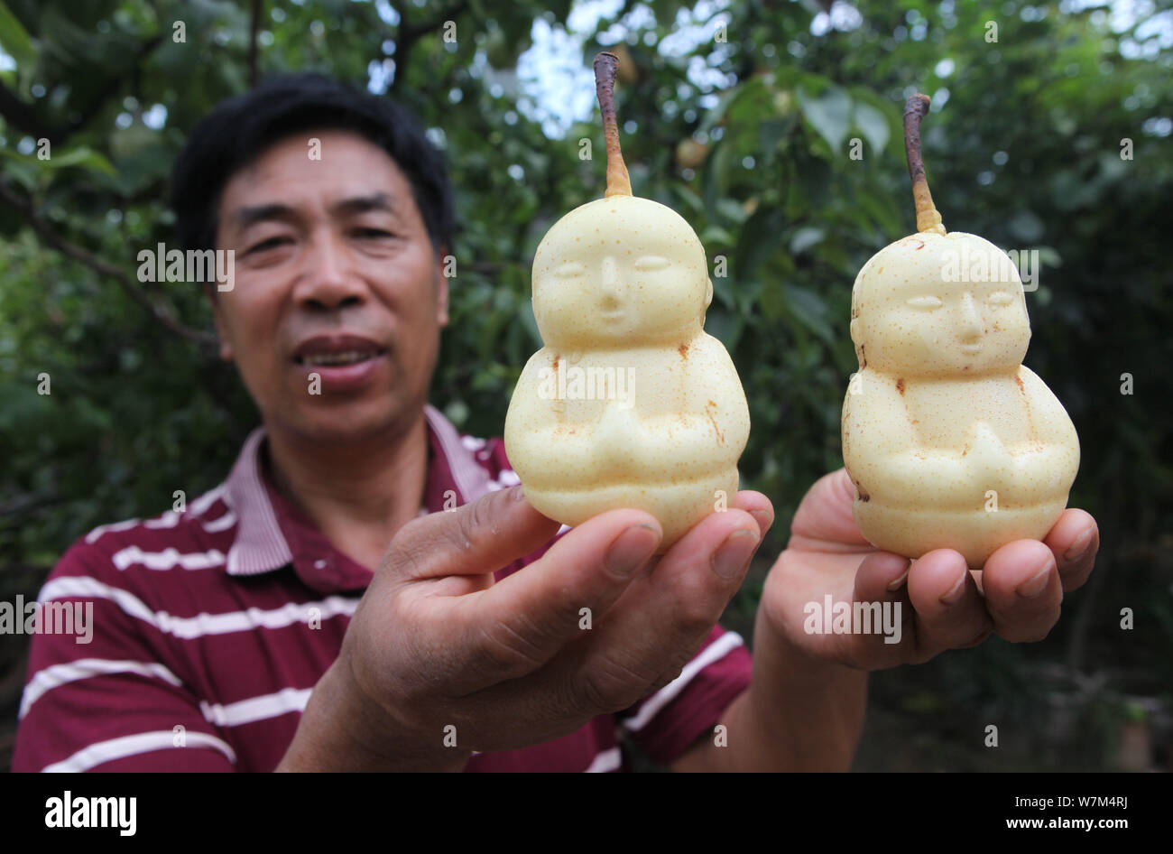 A Chinese farmer shows harvested Buddha-shaped pears at his orchard in a  village of Weicheng town, Weixian county, Handan city, north China's Hebei  pr Stock Photo - Alamy
