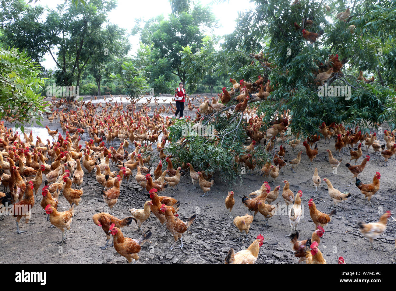 Hundreds of farmed chickens, nicknamed 'airplanes' for their uncommonly strong ability to fly, are seen under and on trees in a village in Guanyun cou Stock Photo