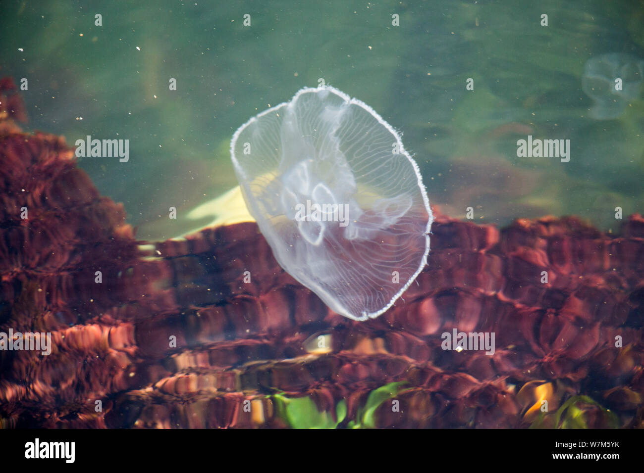 Transparent white jellyfish in a glass aquarium tank Stock Photo